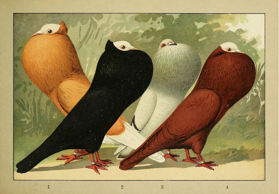 Anton Schöner, 1906